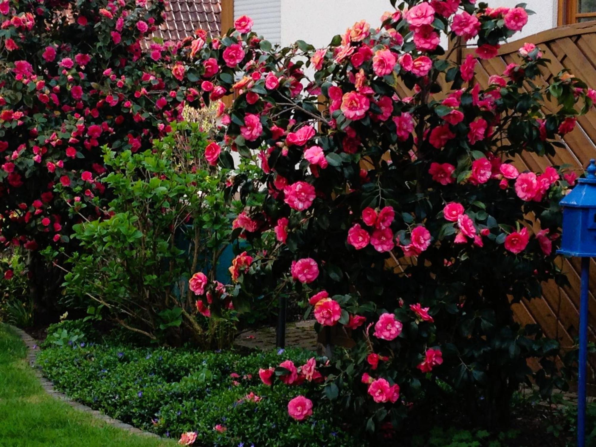 Apartment Im Garten 哥根巴赫 外观 照片